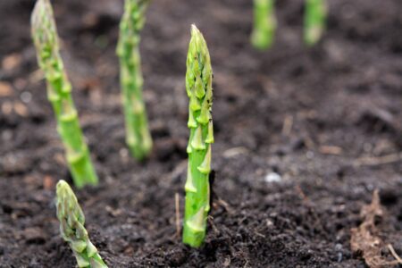 Tips for Transplanting Asparagus